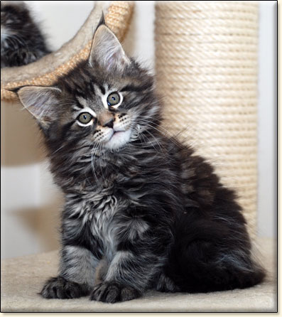 hodowla kotw maine coon Villa Park*PL