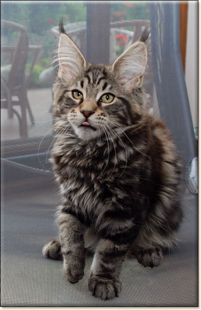 hodowla kotw rasy Maine Coon Villa Park*PL