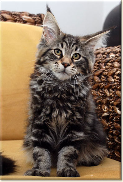 maine coon cattery Villa Park*PL