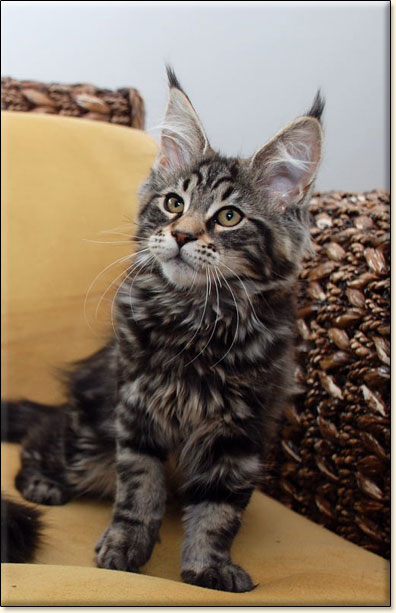 Maine Coon cattery Villa Park*PL