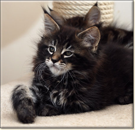 hodowla kotw rasy Maine Coon Villa Park*PL