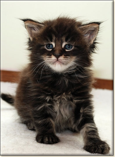 hodowla kotw maine coon Villa Park*PL