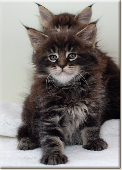 maine coon cattery Villa Park*PL