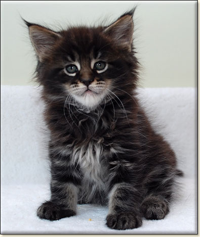 Maine Coon cattery Villa Park*PL