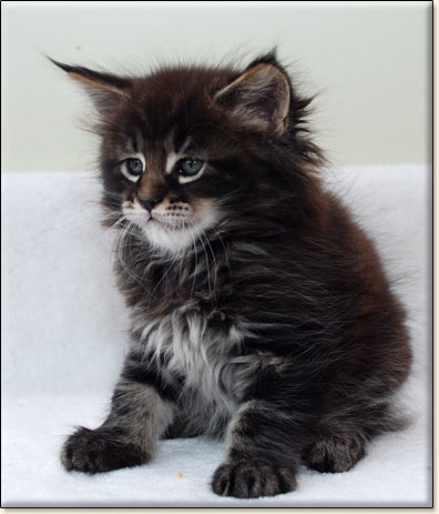 hodowla kotw maine coon Villa Park*PL