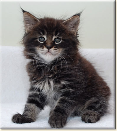 hodowla kotw rasy Maine Coon Villa Park*PL