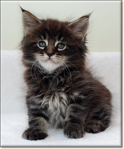 maine coon cattery Villa Park*PL