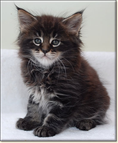 Maine Coon cattery Villa Park*PL