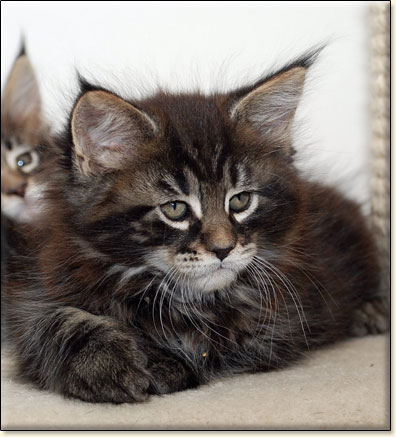 hodowla kotw maine coon Villa Park*PL