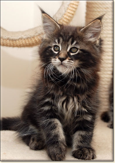 hodowla kotw rasy Maine Coon Villa Park*PL