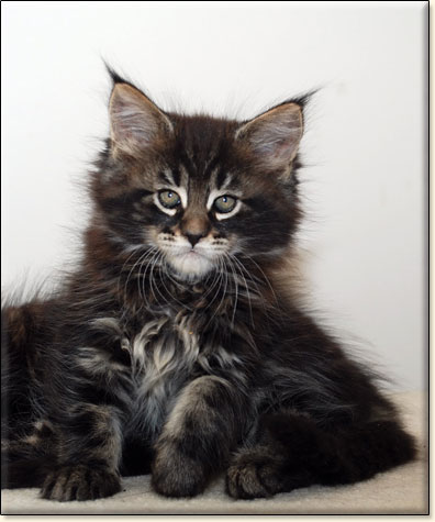 maine coon cattery Villa Park*PL