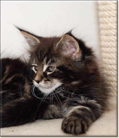 Maine Coon cattery Villa Park*PL