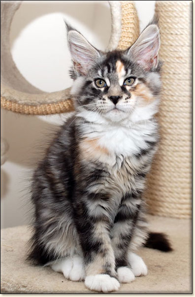 hodowla kotw rasy Maine Coon Villa Park*PL