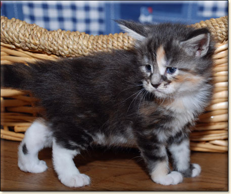 hodowla kotw rasy Maine Coon Villa Park*PL