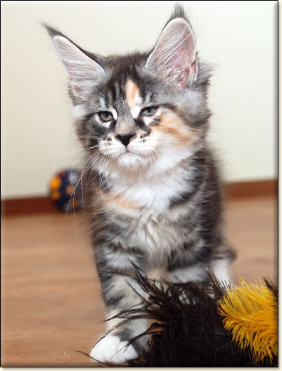 hodowla kotw maine coon Villa Park*PL