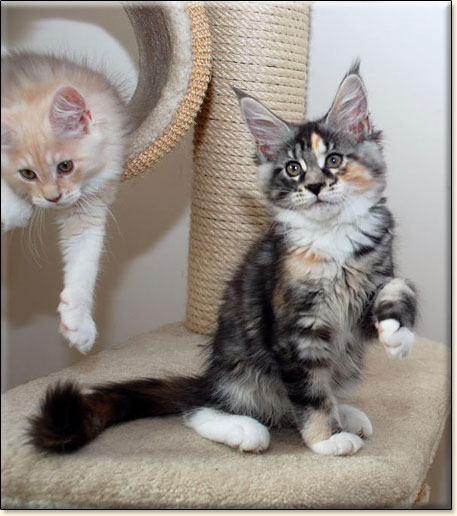 hodowla kotw rasy Maine Coon Villa Park*PL