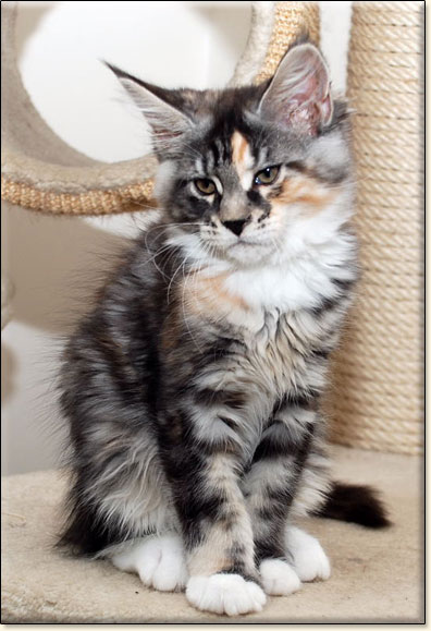 Maine Coon cattery Villa Park*PL