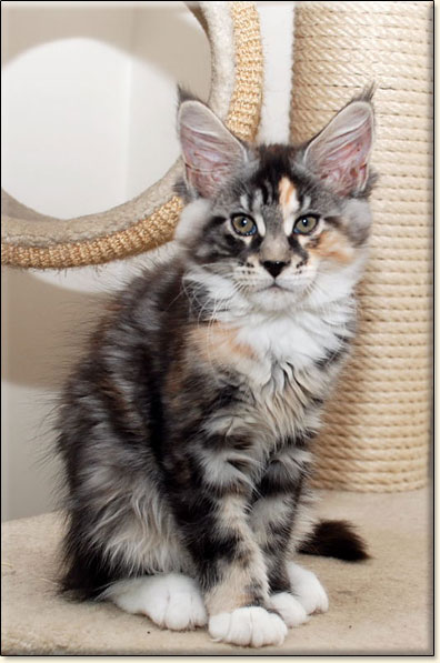 hodowla kotw maine coon Villa Park*PL