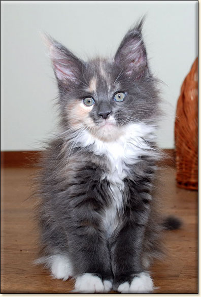 hodowla kotw rasy Maine Coon Villa Park*PL