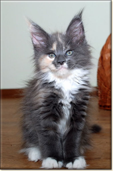 hodowla kotw maine coon Villa Park*PL