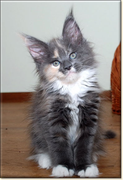 hodowla kotw rasy Maine Coon Villa Park*PL