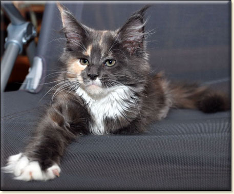 hodowla kotw maine coon Villa Park*PL