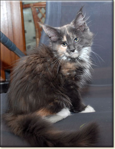 Maine Coon cattery Villa Park*PL