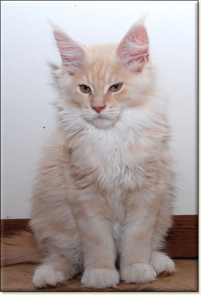 hodowla kotw rasy Maine Coon Villa Park*PL