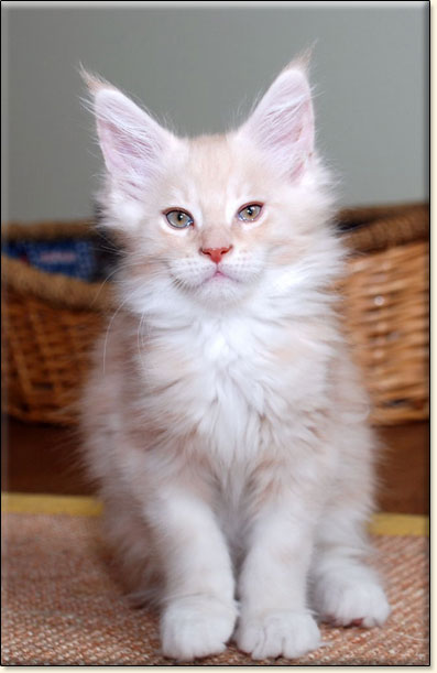 Maine Coon cattery Villa Park*PL