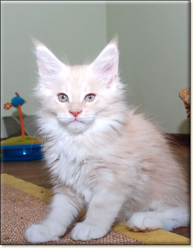 hodowla kotw maine coon Villa Park*PL