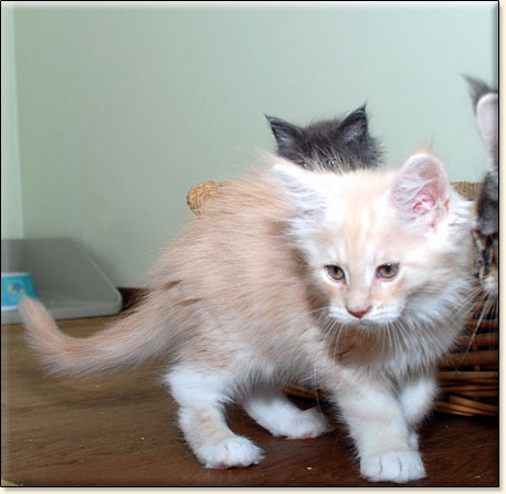 hodowla kotw rasy Maine Coon Villa Park*PL