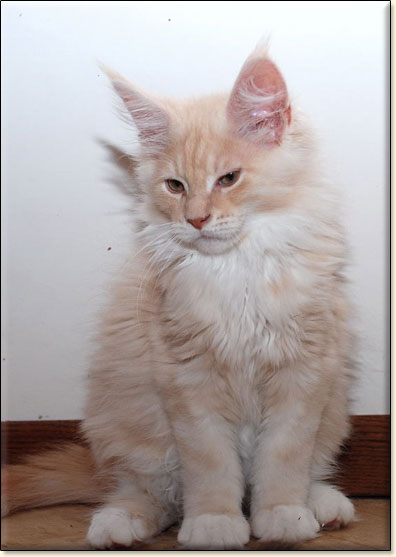 Maine Coon cattery Villa Park*PL