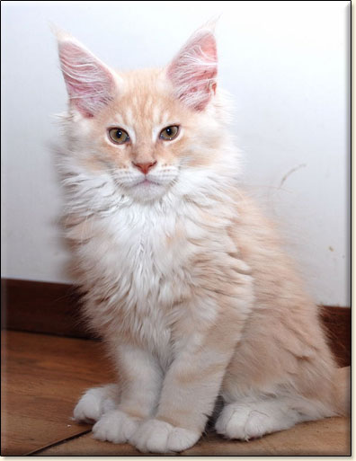 Maine Coon cattery Villa Park*PL