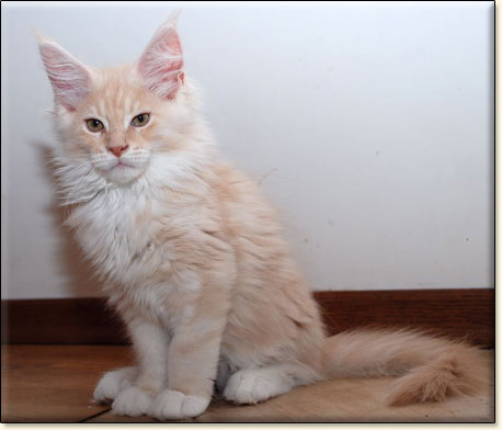 hodowla kotw maine coon Villa Park*PL