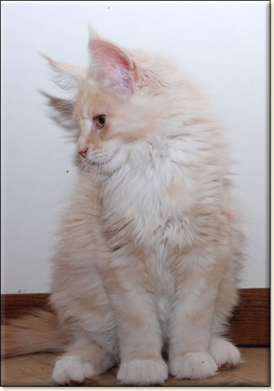 Maine Coon cattery Villa Park*PL