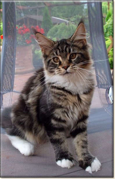 hodowla kotw rasy Maine Coon Villa Park*PL