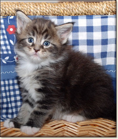 hodowla kotw maine coon Villa Park*PL