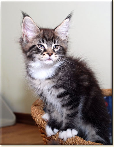 maine coon cattery Villa Park*PL