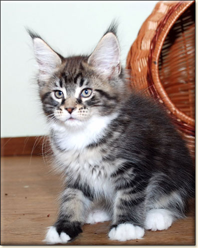 hodowla kotw maine coon Villa Park*PL