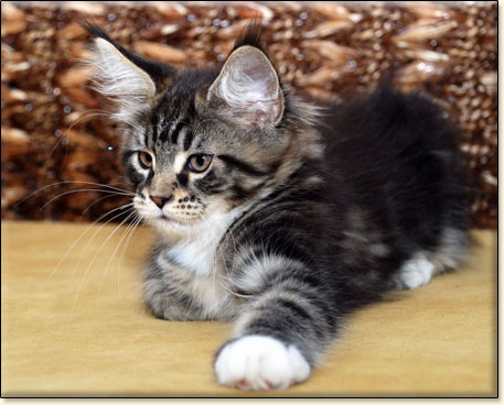 hodowla kotw rasy Maine Coon Villa Park*PL