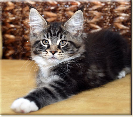 Maine Coon cattery Villa Park*PL