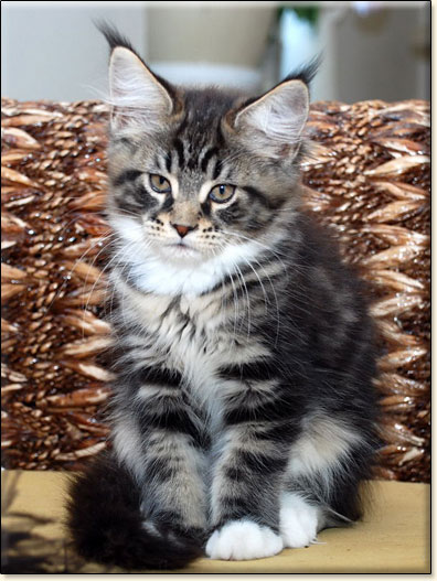 hodowla kotw maine coon Villa Park*PL