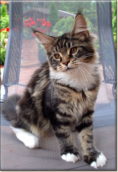 Maine Coon cattery Villa Park*PL