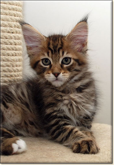 hodowla kotw rasy Maine Coon Villa Park*PL