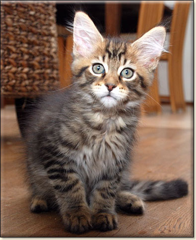 hodowla kotw maine coon Villa Park*PL