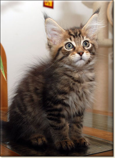 hodowla kotw maine coon Villa Park*PL