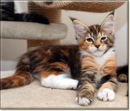 Maine Coon cattery Villa Park*PL