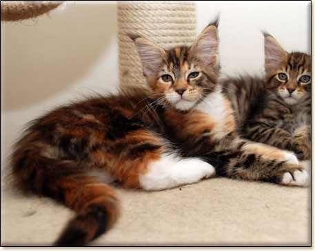 hodowla kotw maine coon Villa Park*PL