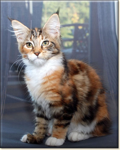 hodowla kotw maine coon Villa Park*PL