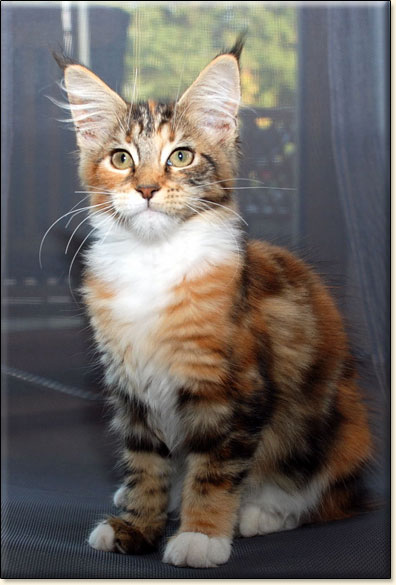 hodowla kotw rasy Maine Coon Villa Park*PL